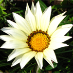 Gazania rigens White